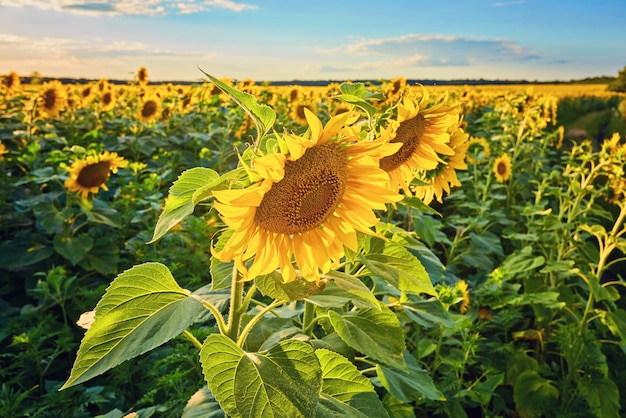 Sunflowers blooming in the bright blue sky