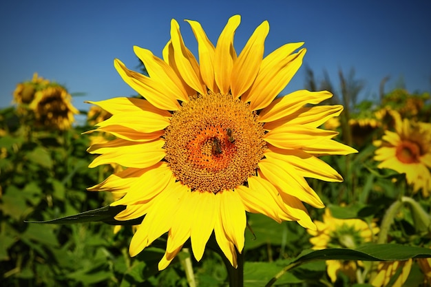 Sunflowers blooming in farm - field with blue sky and clouds. Beautiful natural colored background. Flower in nature.