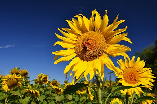 Sunflowers blooming in farm - field with blue sky and clouds. Beautiful natural colored background. Flower in nature.
