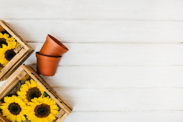 Free photo sunflowers in wooden boxes