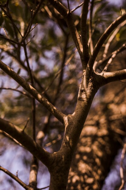 Sunlight on bare tree