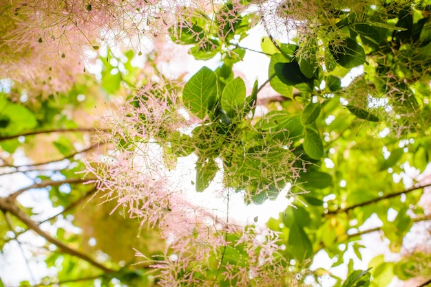 호주에서 햇빛 유칼립투스 나뭇잎과 꽃