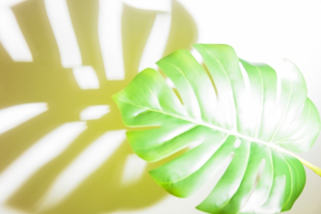 Sunlight on green monstera leaf with shadow on white backdrop