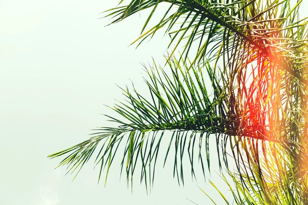 Sunlight over the green palm leaves against sky