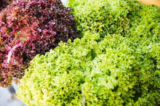 Sunlight on green and red fresh kale