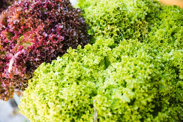 Sunlight on green and red fresh kale