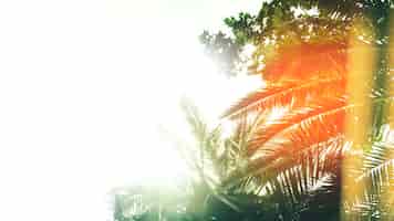 Foto gratuita luce solare che shinning sulla palma