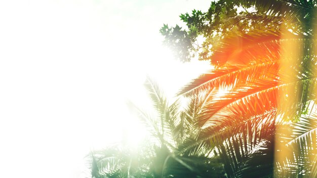 Sunlight shinning on the palm tree
