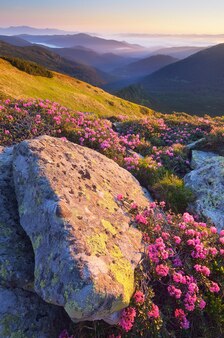 山の中の晴れた夜明け。咲くシャクナゲの茂み。朝日を浴びるピンクの花。カルパティア山脈、ウクライナ、ヨーロッパ