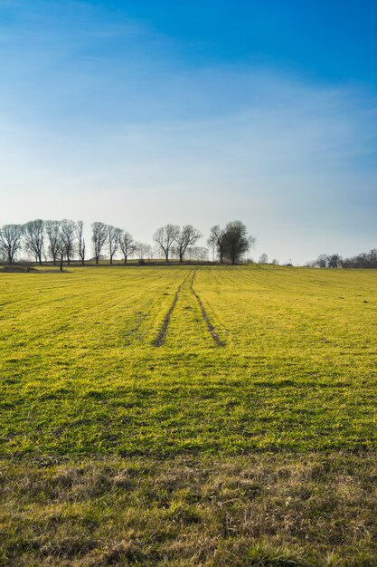 Sunny day in the field