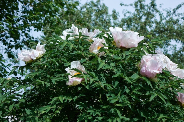 A sunny day in the garden is a beautiful peony bush with white purple blossoms with green foliage