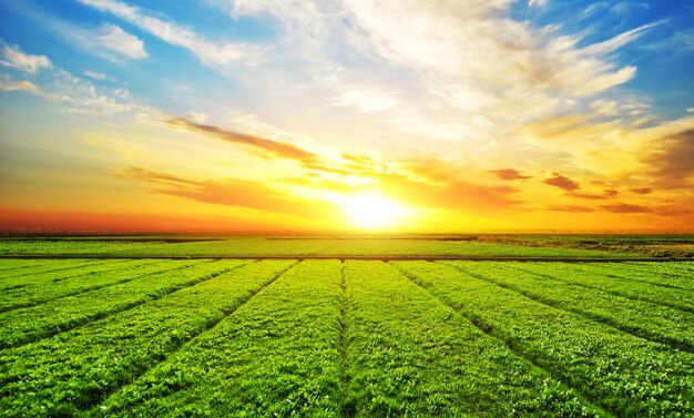 Sunny meadow landscape