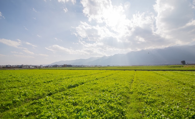 Sunny meadow landscape