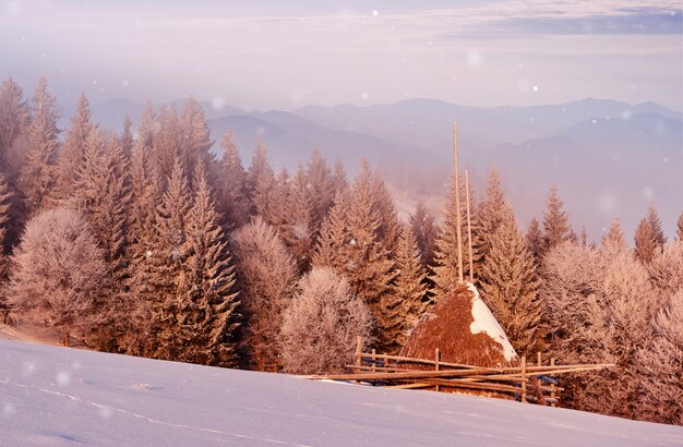 산 숲에서 맑은 아침 장면. 눈 덮인 나무에서 밝은 겨울 풍경