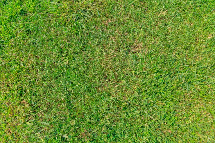 Free Photo sunny young dew focus green environment