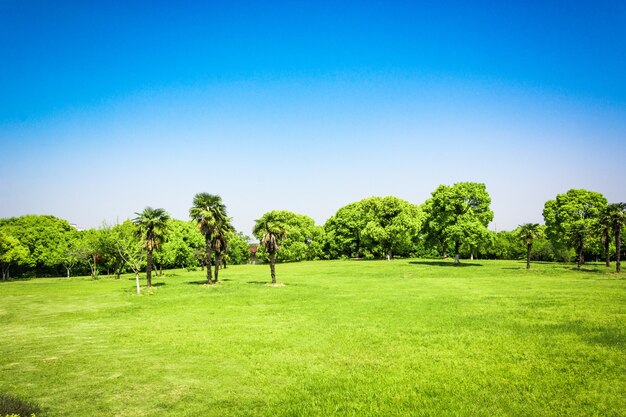 美しい公園の日の出