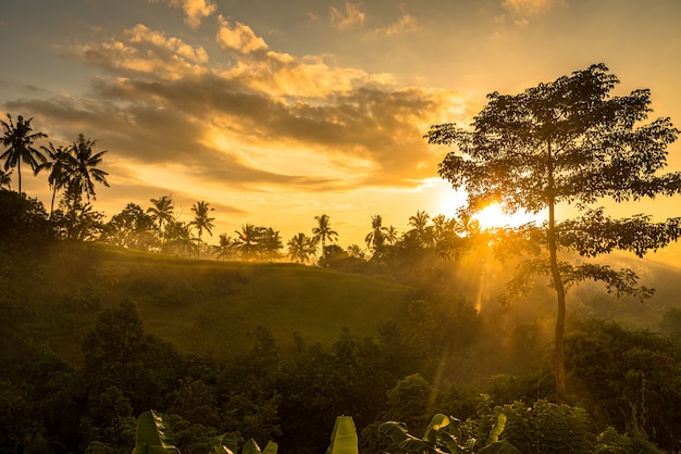 Восход солнца над джунглями Premium Фотографии