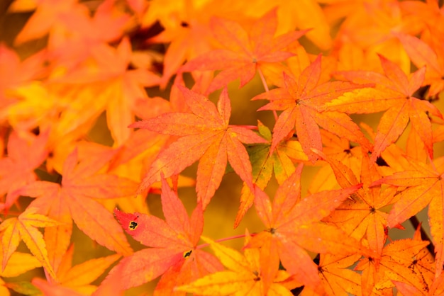 sunset color leaves colorful maple