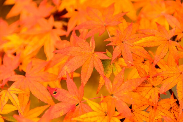 закат цвет листьев клена красочный