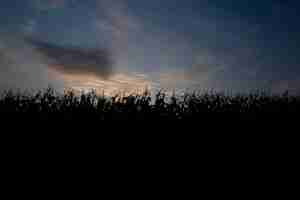 Free photo sunset behind the cornfield. landscape with blue sky and setting sun. plants in silhouette. front view.