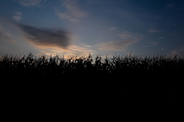 Закат за кукурузным полем. Пейзаж с голубым небом и заходящим солнцем. Растения в силуэте. Передний план.