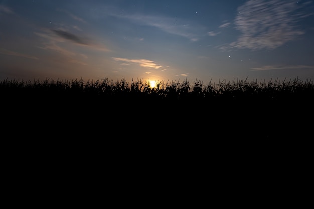 Закат за кукурузным полем. Пейзаж с голубым небом и заходящим солнцем. Растения в силуэте. Передний план.