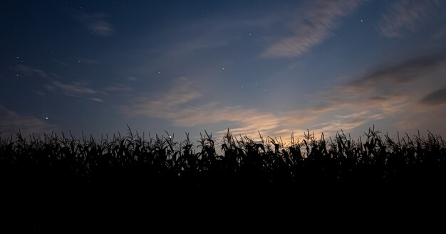 Закат за кукурузным полем Пейзаж с голубым небом и заходящим солнцем