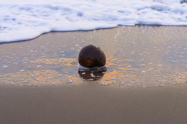 海に沈む夕日、波に乗ったココナッツ。自然な背景。