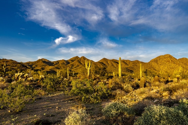 無料写真 ソノラ砂漠に沈む夕日