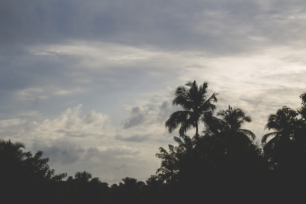 Sunset behind palm trees