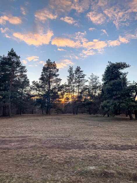 公園の松の風景に沈む夕日