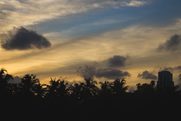 Sunset behind silhouettes of palm trees and buildings