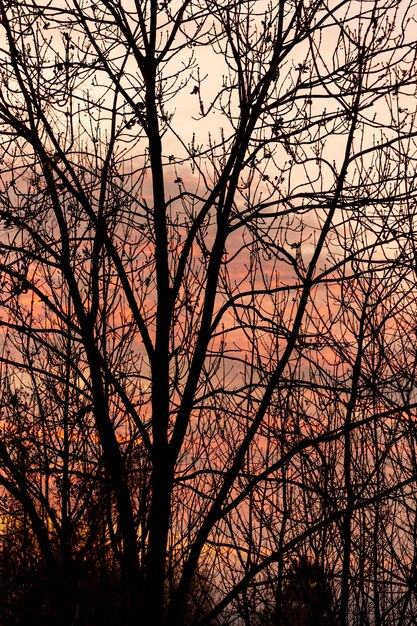 Sunset sky through empty tree