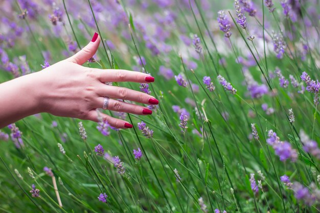 Sunset over a summer lavender field . Grls hand touching the flo