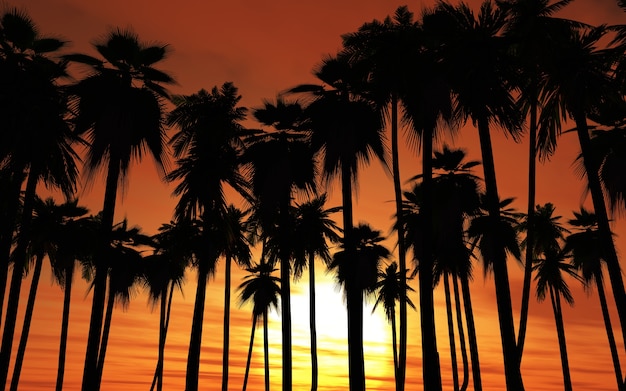 Бесплатное фото Пальмы против закат небо