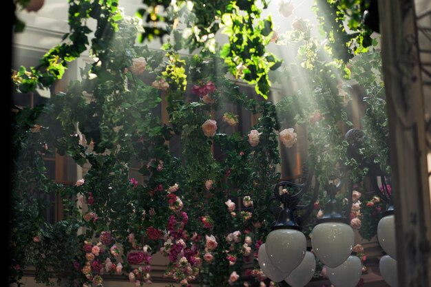 Sunshine crosses the garlands of greenery hanging over the courtyard