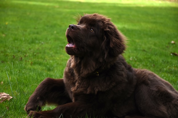 Супер милая коричневая собака Ньюфаундленда отдыхает в зеленой траве