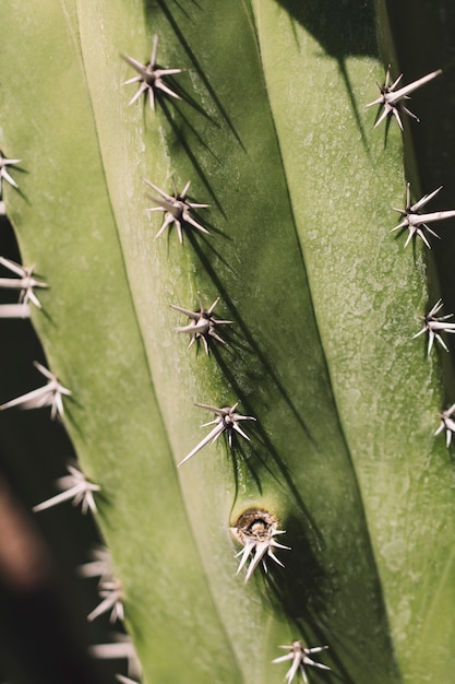 Foto gratuita superficie di un cactus