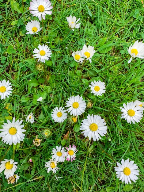 Free photo surface of green grass with daisies seen from above