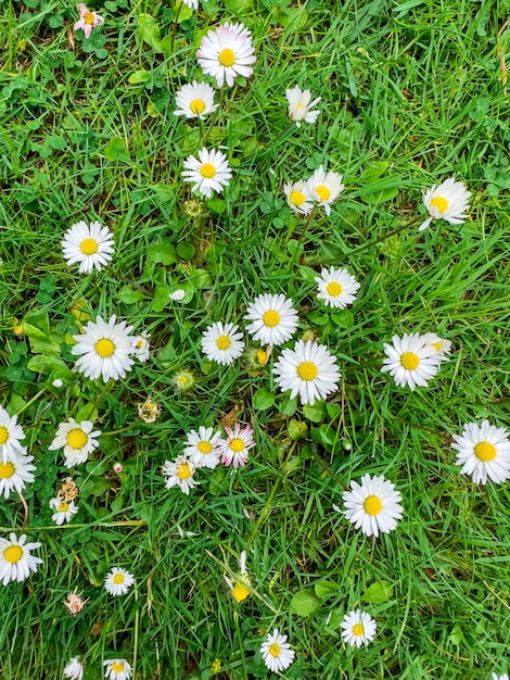 Free photo surface of green grass with daisies seen from above