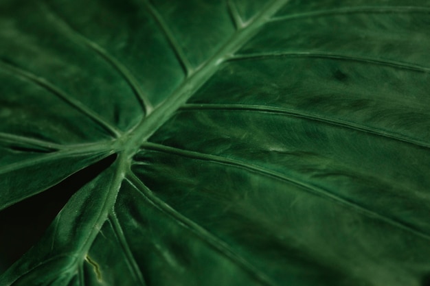 Surface of green leaf