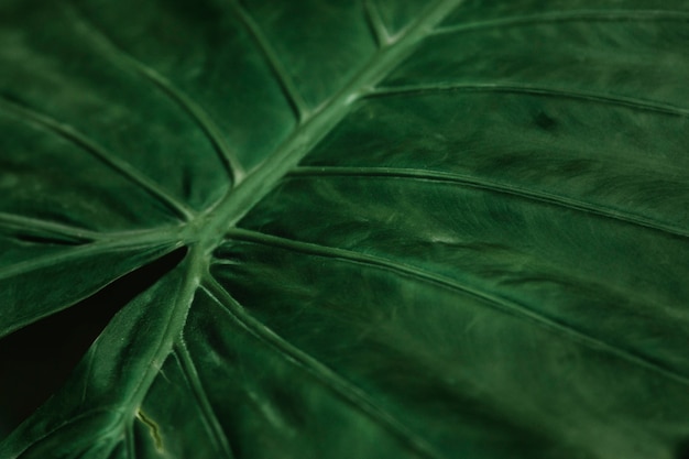 녹색 잎의 표면