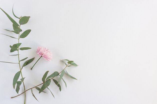 Surface with pink flower and leaves