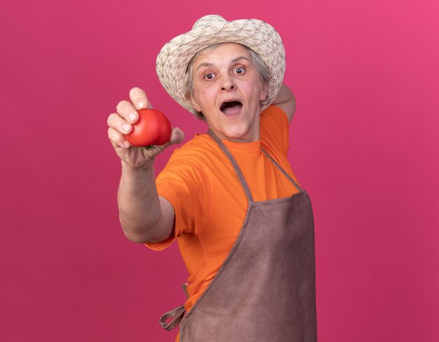 Surprised elderly female gardener wearing gardening hat holding tomato