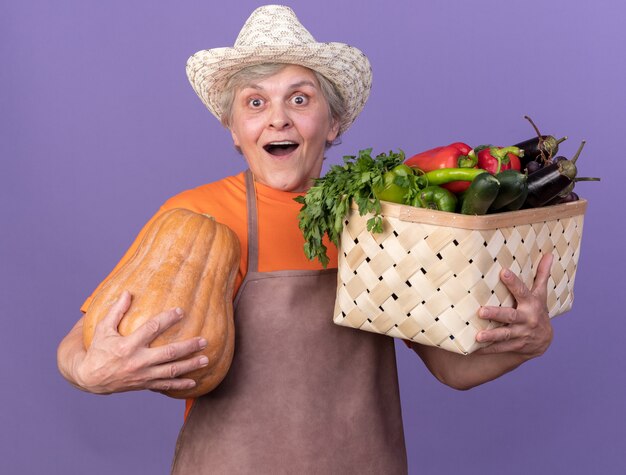 コピースペースと紫色の壁に分離された野菜のバスケットとカボチャを保持しているガーデニング帽子をかぶって驚いた年配の女性の庭師