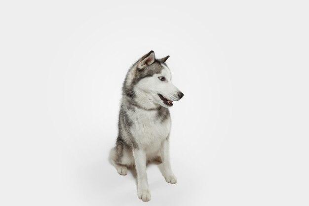 びっくり。ハスキーコンパニオンドッグがポーズをとっています。白いスタジオの背景で遊ぶかわいい遊び心のある白い灰色の犬やペット。動き、行動、動き、ペットの愛の概念。幸せ、喜び、おかしいように見えます。