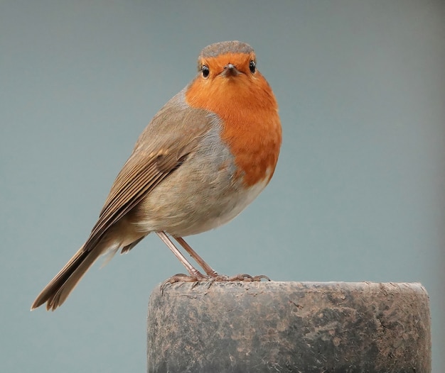 Free photo surprised robin redbreast bird looking straight at front