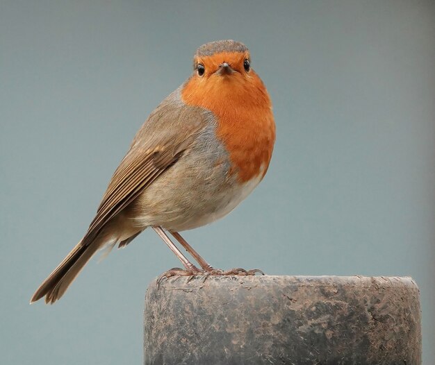 정면을 똑바로 보고 놀란 로빈 redbreast 새