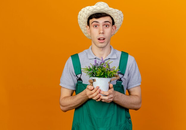 Surprised young male gardener wearing gardening hat holds flowers in flowerpot 