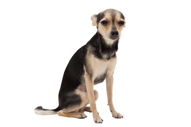 Suspicious, cunning toy terrier dog on a white background, isolate